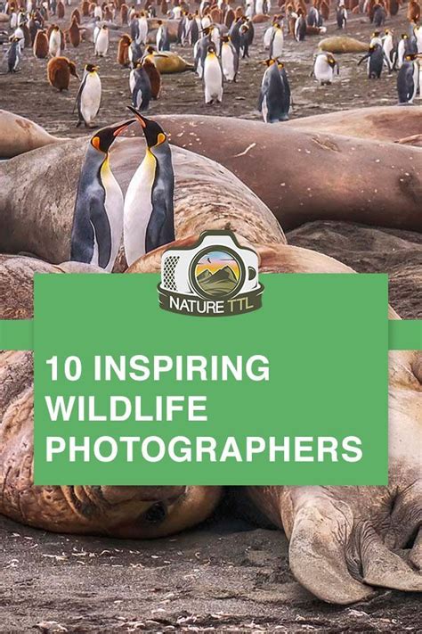 10 Famous Wildlife Photographers To Inspire You Wildlife Photography