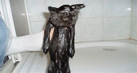 Hilarious Pictures Of Wet Cats Bored Panda