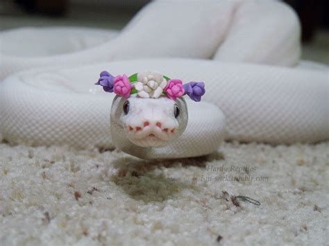 Adorable Snakes With Hats