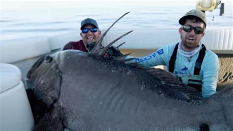 300 Pound Grouper Caught In Florida