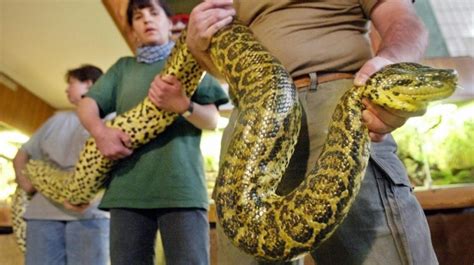Reptile Specialist Kept Quiet About Escpaed 16ft Anaconda In Nj Lake To