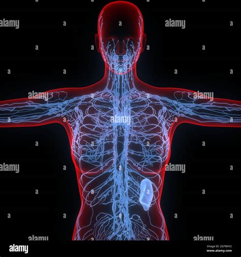 Lymph Nodes Human Hi Res Stock Photography And Images Alamy
