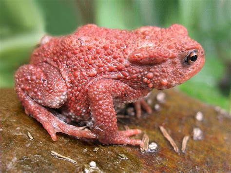 Hello Do You Have Any Pink Froggy Friends To Frog