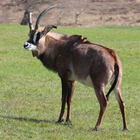 Dec 02, 2020 · in fact, the roan antelope is one of the largest bovids in africa. Roan Antelope