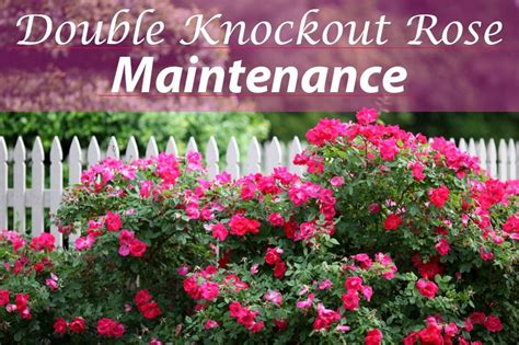 Plant Care 101 Double Knock Out Roses Knockout Roses