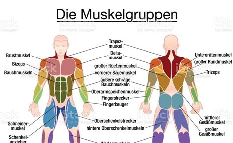 Your clients will thank you for it! Muscles Labeled Front And Back / Muscle chart front view | Do you even workout | Pinterest ...