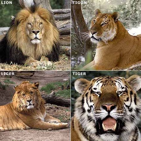 León Tigón Ligre Y Tigre Hybrid Cat Animals Wild Cats