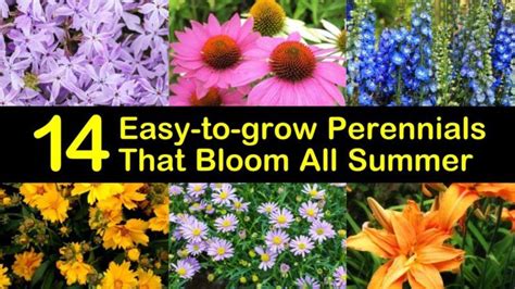 14 Easy To Grow Perennials That Bloom All Summer
