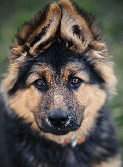 Long Haired German Shepherd Puppy With Sweet Ears And Face Long Haired