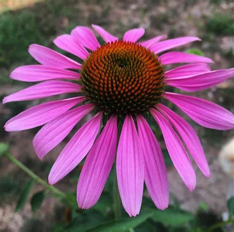 Echinacea Purpurea Purple Coneflower 1gallon Mail Order Natives