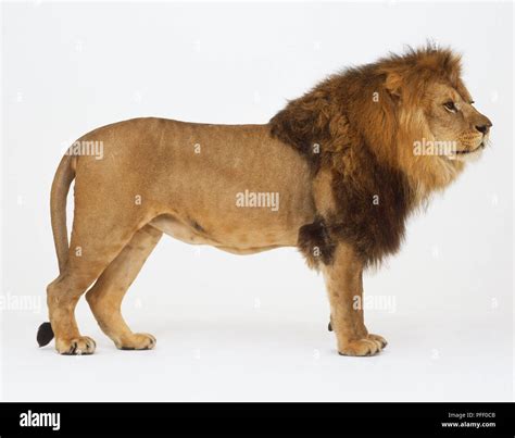 A Male Lion Panthera Leo Standing Side View Stock Photo Alamy