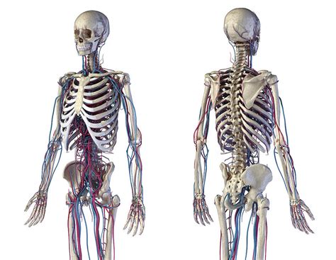 Front And Back View Of Human Skeletal Photograph By Pixelchaos Pixels