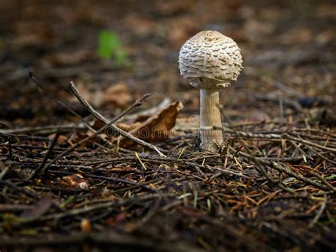 Chlorophyllum Olivieri Mushrooms Stock Image Image Of Wild Mushroom