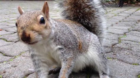 Feeding Squirrels Up Close Youtube