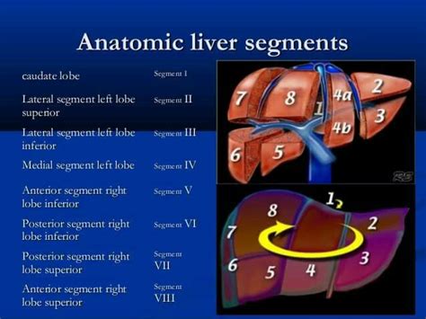 Anatomy Of Liver Segments Anatomy