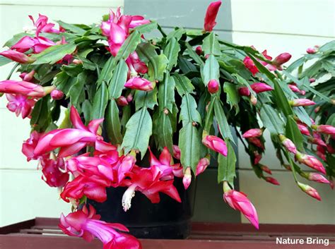 How To Grow Christmas Cactus Thanksgiving Cactus Holiday Cactus