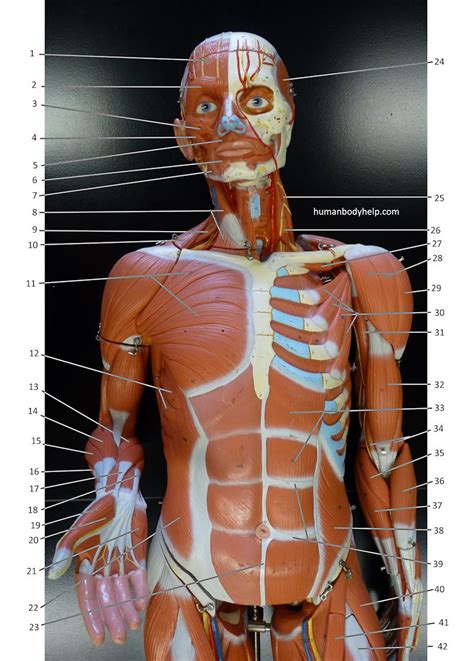 Large Muscle Model Anterior Upper Human Body Help
