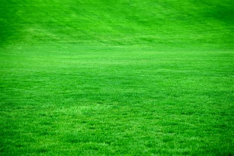 Cultivating A Lush Green Lawn John Thornhills Blog