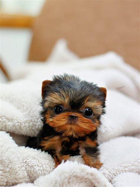 Cute Puppies And Kittens 5 Most Adorable Teacup Puppies