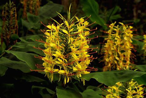 flowering ginger plants profile