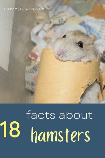Here Are Some Fun And Interesting Facts About Hamsters Lets Talk