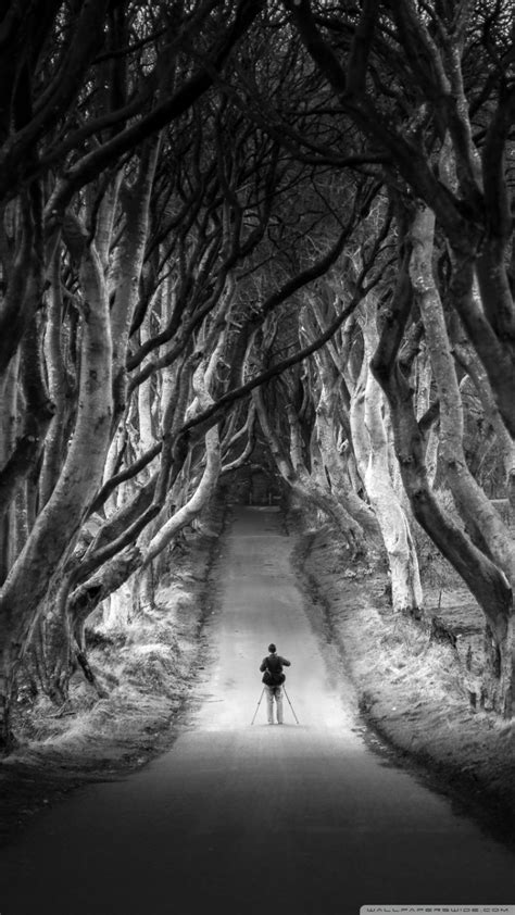 Dark Hedges Avenue Of Beech Trees Northern Ireland Ultra