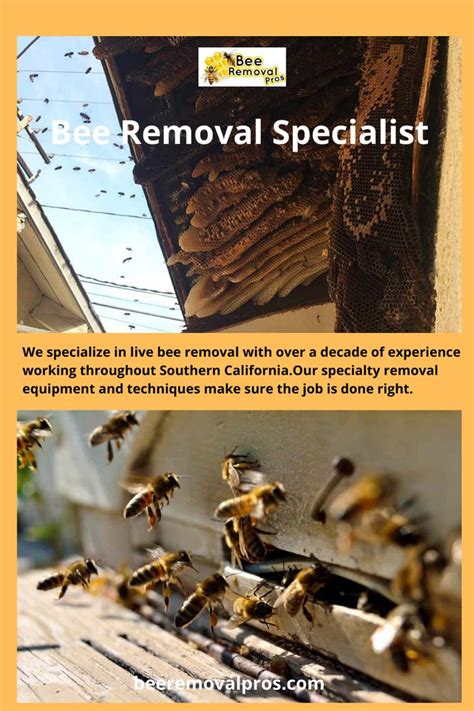 Trained Bee Removal Specialist Bee Removal Bee