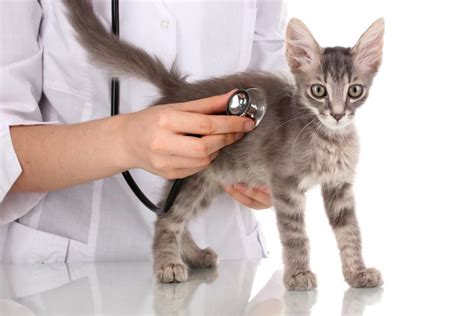 We always welcome new clients and patients. Urgent Pet Care Omaha - Pet Vomiting and Diarrhea - Urgent ...