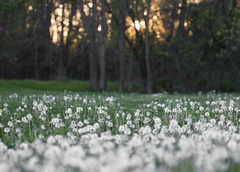 Free Images Nature Forest Blossom White Field Lawn Meadow