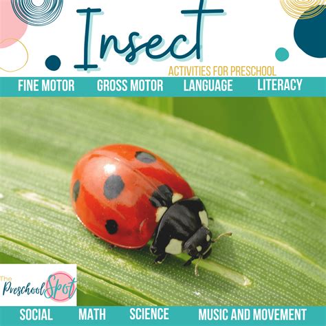 Insect Lesson Plan Preschool The Preschool Spot