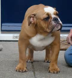 Albums 99 Images Olde English Bulldogge For Sale In Ga Excellent