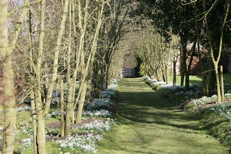 Best Places To See Snowdrops The English Garden