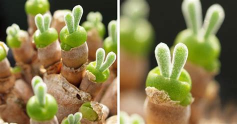 The Cutest Tiny Succulents Grow As Adorable Rabbit Shaped Plants In