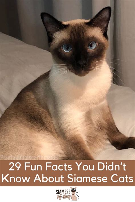 29 Fun Facts You Didnt Know About Siamese Cats Siamese Cats Siamese