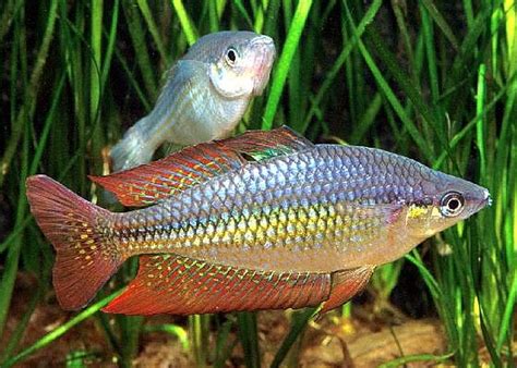 Eastern Rainbowfish Melanotaenia Splendida Splendida Daintreeriver