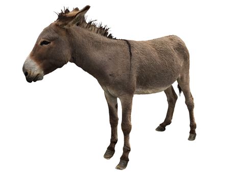 Download Donkey Farm Animal Royalty-Free Stock Illustration Image - Pixabay