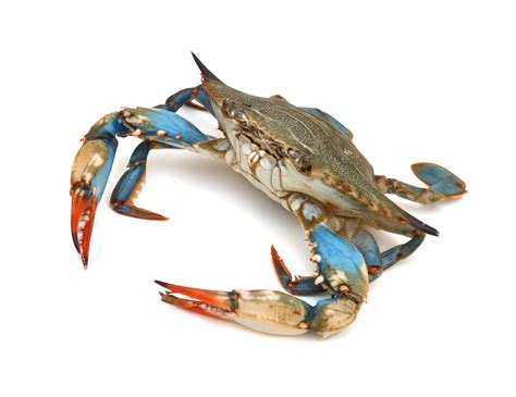 Blue Crabs Facts Diet And Habitat Information