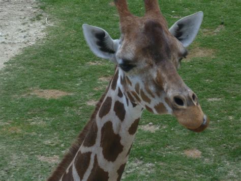 Giraffe Zoochat