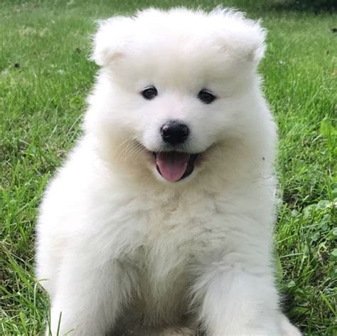 Samoyed Puppies For Sale Dundee Ny 285678 Petzlover