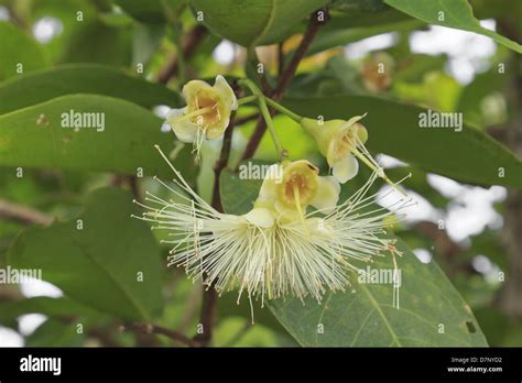 Rose Apple Flower Pink Watery Type Watery Rose Apple Stock Photo Alamy