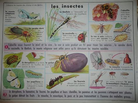 Manuels Anciens Les Insectes Insectes Affiches Scolaires Leçon De