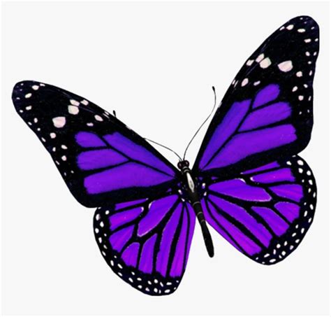 Purple Butterfly Svg