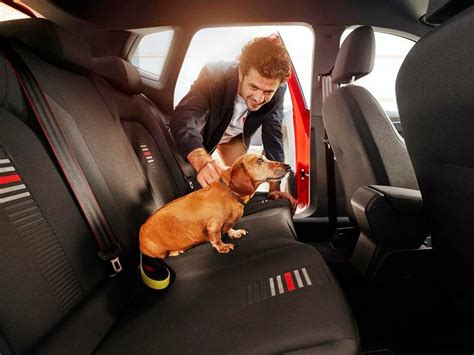 Driving With A Dog In The Car Makes Motorists More Cautious And Less