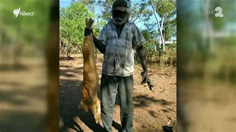 Unique Method Of Killing Feral Cats Among Research Projects Unisa Wants