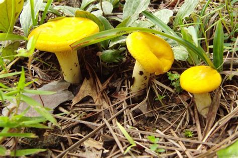Alabama Mushrooms Photos