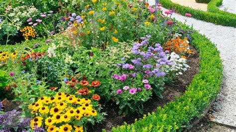 12 Jenis Tanaman Hias Bunga Outdoor Percantik Pekarangan Rumah Tanpa