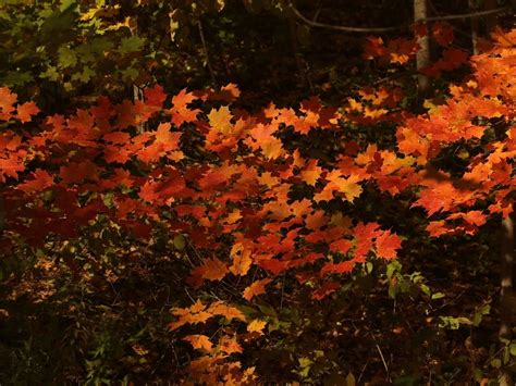 5 Leaf Peeping Road Trips In Pa When Foliage Peaks Across