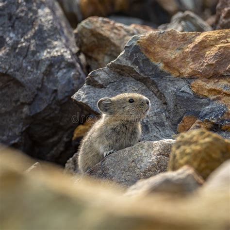 Cute Little Pika In The Stones Stock Image Image Of Summer Park