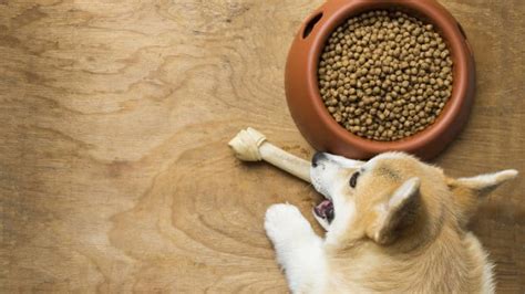 Our overall best kibble pick: Is Chicken Meal a Good Ingredient in Dog Food? 3 Brands We ...