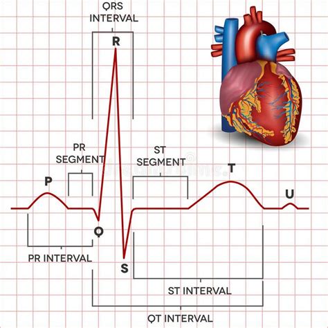 Human Heart Normal Sinus Rhythm And Heart Anatomy Human Heart Normal Sinus Rhyt Sponsored